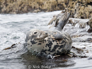 A wave gently breaks around a Grey Seal.
Shot taken at S... by Nick Blake 